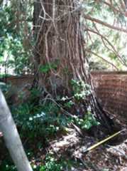 California Giant Sequoia
