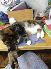 Cat Hindering Progress