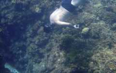 Nutrient analysis for integrated water quality management in tropical coastal waters