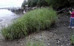 New York City Destroys Pioneering Oyster, Saltmarsh, and Beach Restoration Projects