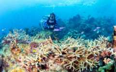 Cayman reefs in peril due to land-based pollution, scientist says coral reefs being smothered by algae