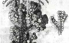 Electrifying coralline algae to regenerate white sand beaches and eroding islands against climate change