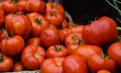 Tomato: From Countryside Produce to Professional Agribusiness