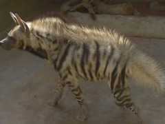 Non-Kosher Turkeys Are Going To The Wolves in Tel Aviv