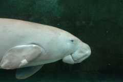 The Mythical Mermaid, the Dugong, Under Severe Threat The Mythical Mermaid, the Dugong, Under Severe Threat