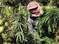 Watch ISIS militants take over and burn marijuana fields in Syria