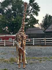 rare giraffe born without markings called kipekee