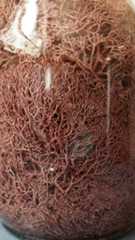 red sea moss, eucheuma cottonii, red algae superfood, seaweed farming, carrageenan source, ocean nutrition, coral reef ecosystem, marine biodiversity, sustainable aquaculture, sea moss harvesting, seaweed health benefits, tropical seaweed, coastal sustainability, marine plants, ocean farming, natural skincare ingredient, plant-based collagen, vegan omega source, marine superfood, Caribbean sea moss