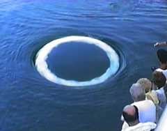 This bubble ring was captured on video in 1988 in the Stellwagen Bank National Marine Sanctuary in Massachusetts. (© Dan Knaub, The Video Company)