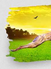 Greyhound Racing