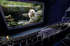 An empty Cine+ theatre with a bear displayed on the screen.