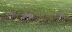 Four armadillos in the grass