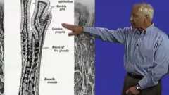 Part 2: Helicobacter pylori and Gastric Cancer