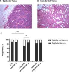 Figure 2: BP-3 increased the proportion of epithelial tumors in mice fed an adult-restricted HFD.