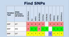 Mouse SNP Query