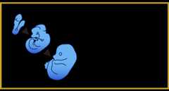 GXD Anatomy Browser Link