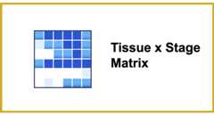 GXD Tissue Matrix