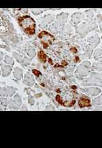 Gcg Expression Images