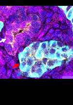 Recently added: Ahuja, et al.