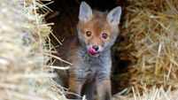 Fox Cub found