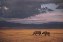 Dimension Data, Cisco on the track of rhino poachers