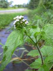 Ageratum conyzoides (Photo: Forest & Kim Starr)