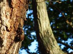 Two specimens of the Japanese beetle have been detected for the first time in France.