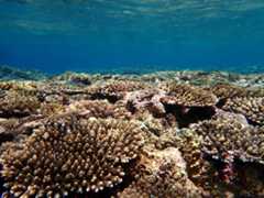 A coral reef in Okinawa in July 2022. Some jurisdictions around the world have moved to ban certain sunscreens in a bid to protect coral reefs, but some say the impact on reefs is far from clear.