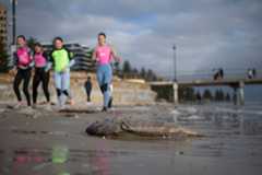 A fish washes up on Glenelg Beach on July 13 in Adelaide, Australia. A toxic algal bloom has washed up dead and dying sea creatures along the South Australian coastline since mid March and was first detected on the state’s Fleurieu Peninsula and Kangaroo Island.