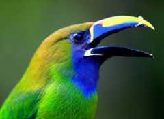 An Emerald Toucanet. Nearly half of all bird species are found in biodiversity-rich tropical regions.