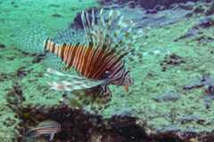 The highly venomous lionfish with its long spotted fins can measure up to around 26 centimeters. 