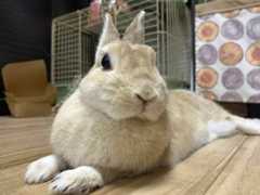 An active bunny with a healthy appetite, Jaina can communicate her needs and is happy spending time with humans.