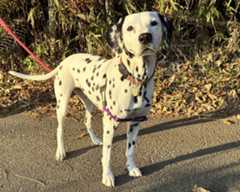 Despite her tough background, Blossom has learned to trust again and becomes absolutely gleeful when taken out for a walk.
