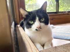 Cymbal has gradually come out of his shell since being rescued from a hoarder house.