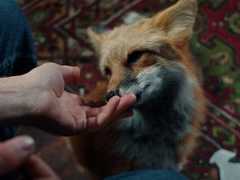 Наш слоняра, пёс и кот: главные трейлеры за неделю