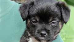 Fundwelpe im Arm eines Pflegers im Tierheim Leipzig.