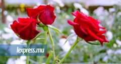 Quand l’amour illumine le quotidien