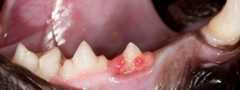 Cat's tooth with inflamed gum.