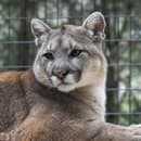 Cougar
