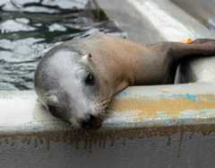 California sea lion