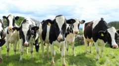 Image of cows in a field.