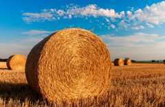 Image of hay bales in a field.