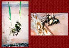 Pic 1: Terrestrial orchids