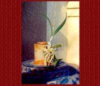 Pic 2: Epiphytic orchid