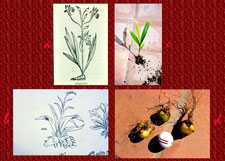 Pic 3: Identification of orchids from 16th century documents