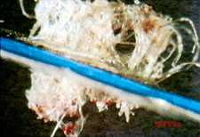 Pic 9: Highly magnified feather attached to cotton backing. From the feather disc in the National Museum of Anthropology, Mexico City. 
