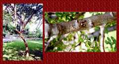 Pic 12: (left) copal tree, (right) sap dripping from copal tree. 