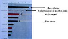 Pic 16: Relative strengths of Aztec gums. In our tests, the strongest gums were from a terrestrial orchid, Govenia sp. Copal and pine resin combinations were stronger than either copal or pine resin alone. 