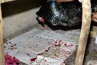 Pic 11: A ritual offering of blood conveys power to beneficial spirits.