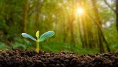Planting seedlings young plant in the morning light on nature background